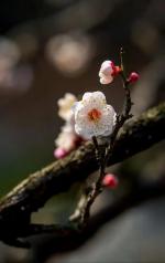 五律.初二微阴、陪客醉吟      诗/李金荣