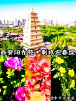 《北京版精品》刺玫迎春开  文/霍六亿（陕西澄城）