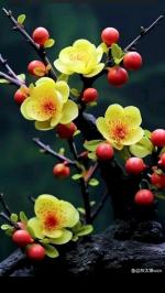 《蜡梅花儿开》诵读：洋紫：  ‖   文/邢志坚（河南）