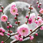 翠柳【梅笑春韵】诵/玉华