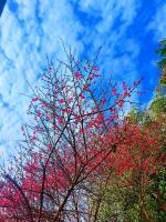 昔日孤芳常自赏，今朝AI共评章——许兆河对联‘