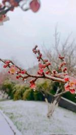 翠柳【倒春寒】诵/玉华