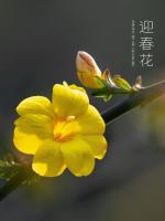 自由体《迎春》文/郑金波