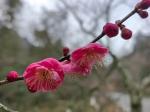 米义勇 | 礼赞人民公社