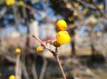 霜在风中迂回于手指缝隙    作者:林水火        主播:蝴蝶兰