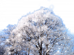《冰雪中的北方》 文/孙玉海  朗诵/王丽（682）