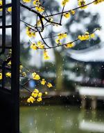 自由体《初露端倪》文/郑金波
