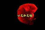 《献给懂情的人》文·诵/声音的力量【采菊文苑美文美诵】总8636期
