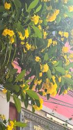 《金边絮语》文/学堂