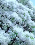 名家精作《雪漫凉州，暖润归途》文/高金秀（甘来编辑制作：段广亭【都市头条采菊东篱文学社】