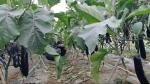 走访多元种植户 宣传政策助振兴