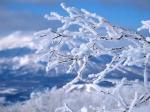 七绝·读雪（二首）文／刘国星