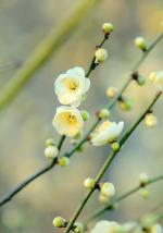七绝 梅花/张庆彬（安徽）