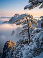七律·苍松文/梅湾赏雪危崖相伴守家乡，铁干铜枝对莽苍。雪压千钧身更逸，风号万壑气尤扬。惯同云鹤分清寂