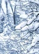 《雪落无声》文/耿志平（甘肃）编辑制作：段广亭【都市头条采菊东篱文学社】
