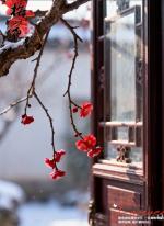 请欣赏《冬赋——寒枝凝香 雪韵藏春》作者/迅飞 主播·编辑/绍华【中国长江文学社】有声文学平台【第16107期】