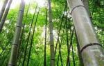 【荣耀中国】文学社*七绝·寒竹作者/仇元青（泰安）
