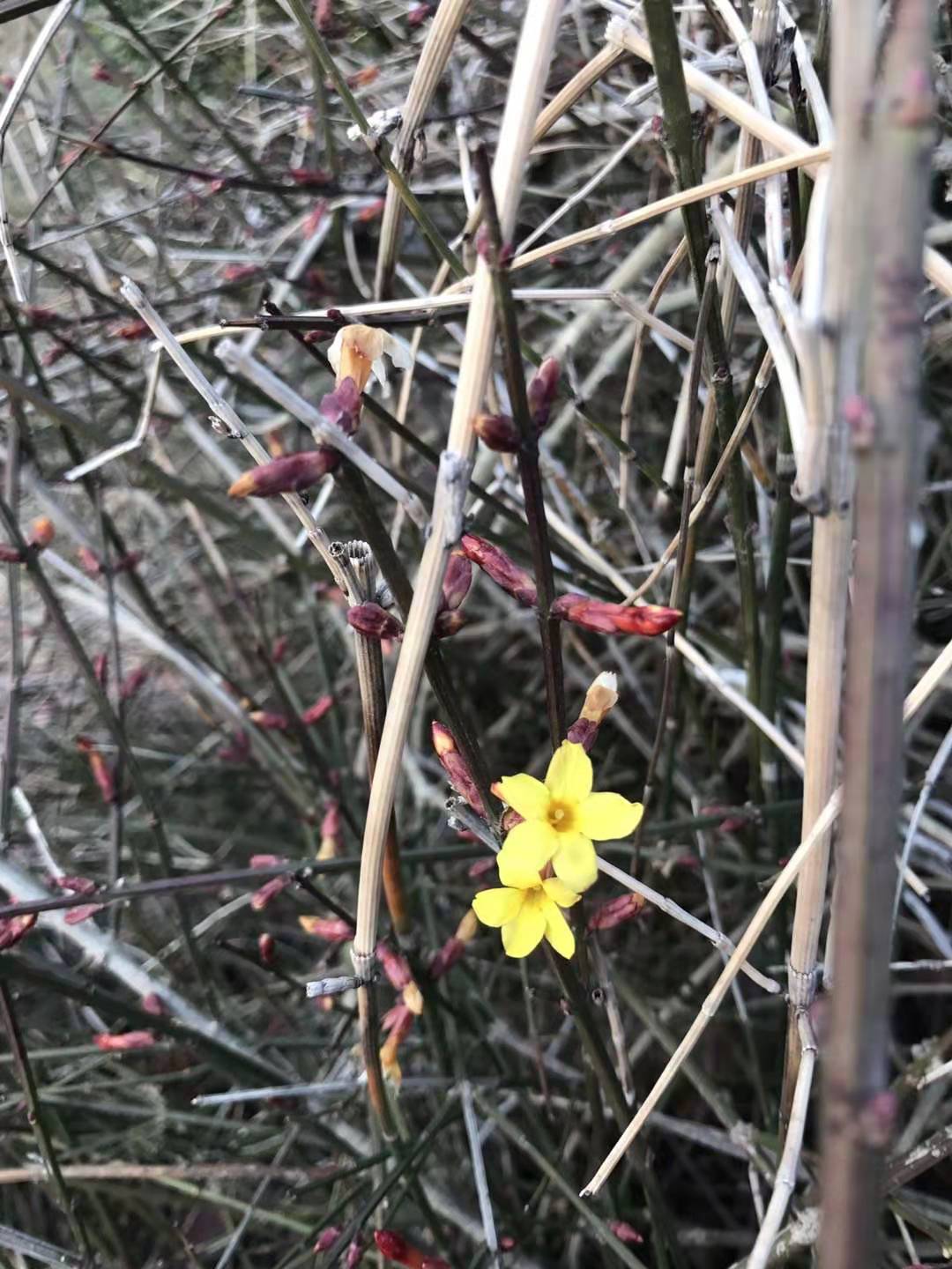 王录春的《迎春花》