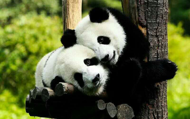 儿歌：熊猫panda（版权出售，保留词曲署名）