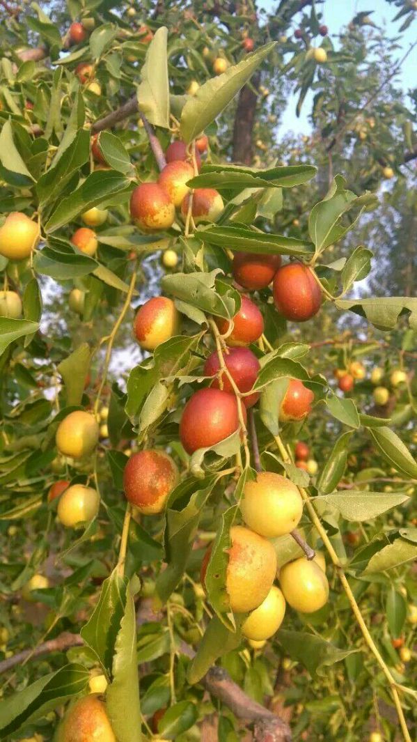 沧州金丝小枣带你解析红枣养生价值和养生功效