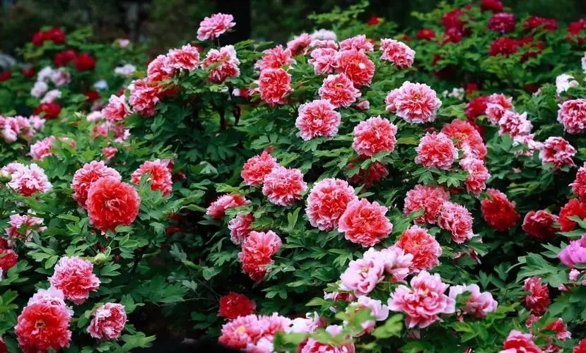 牡丹花1.webp