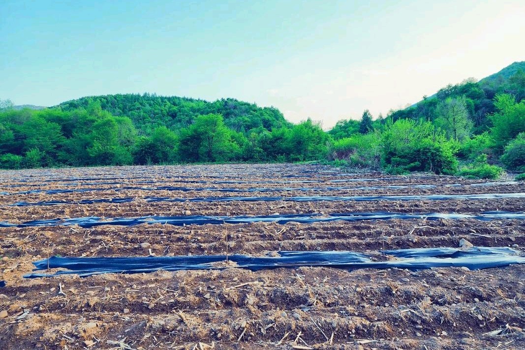 诗歌:泥土的味道●作者:赵州桥(湖南)
