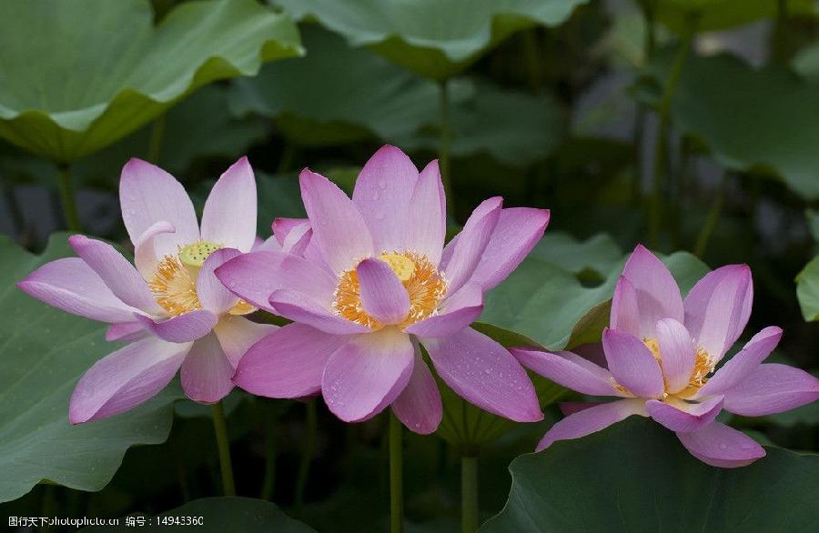 荷花莲2