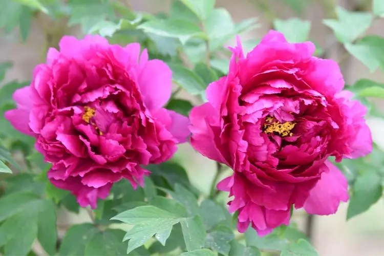 牡丹花2