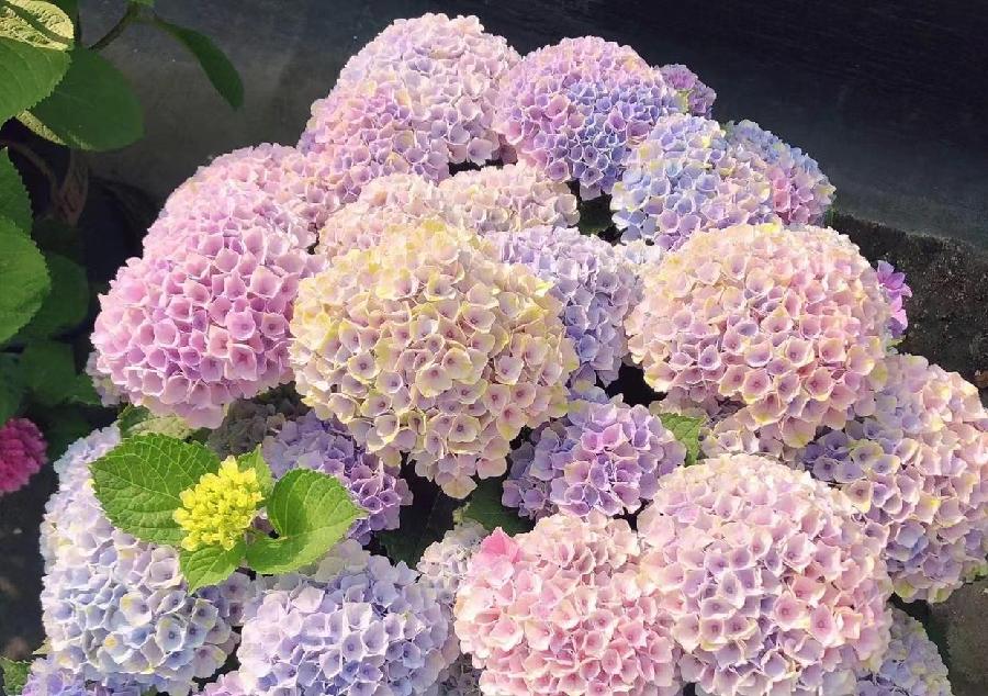绣球花100