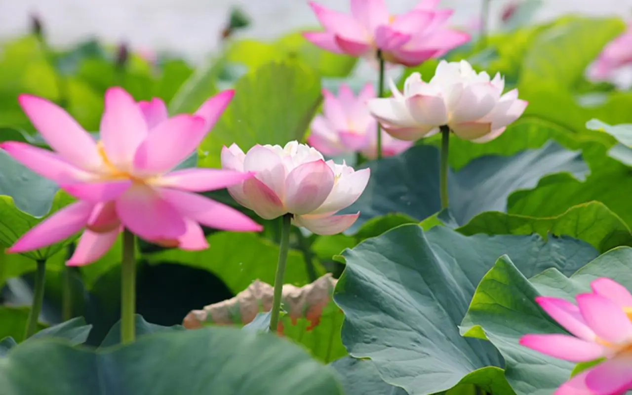 荷花莲