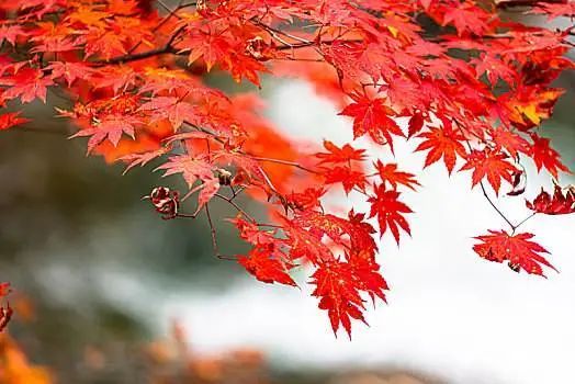 萧锋中醫