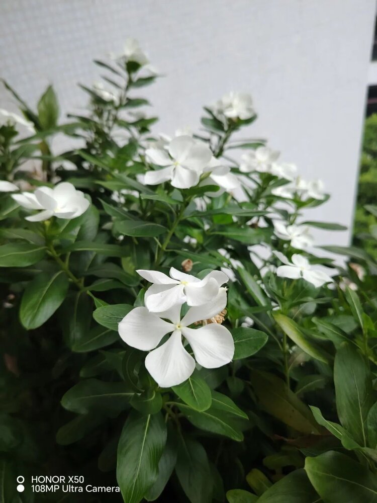 萧锋中醫