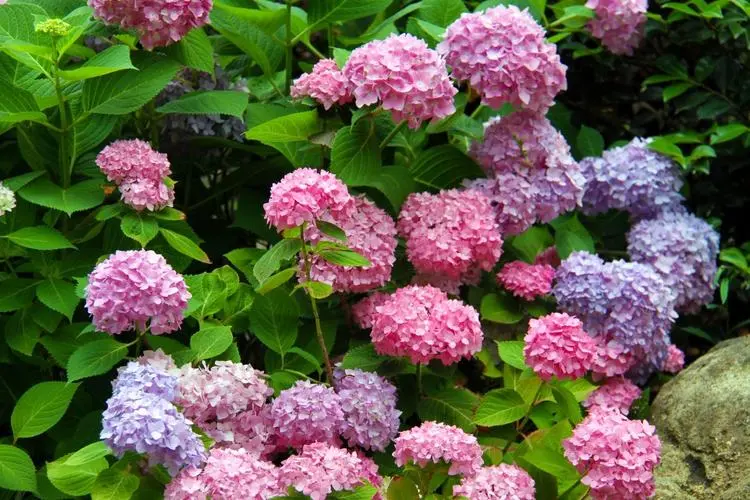 绣球花02