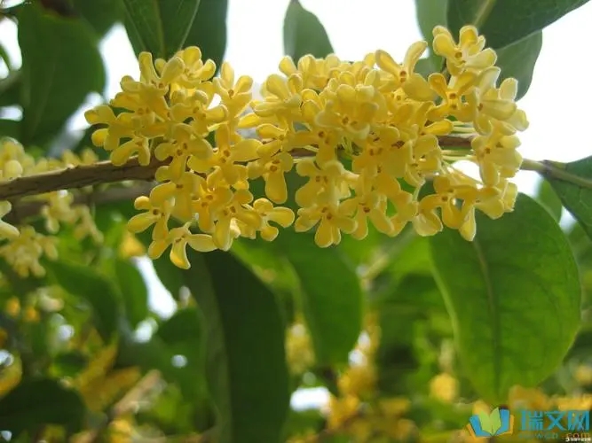 桂花1.webp