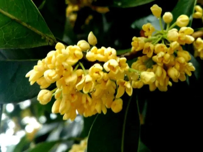 桂花1.webp (1)