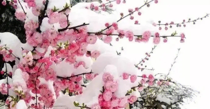 梅花雪1