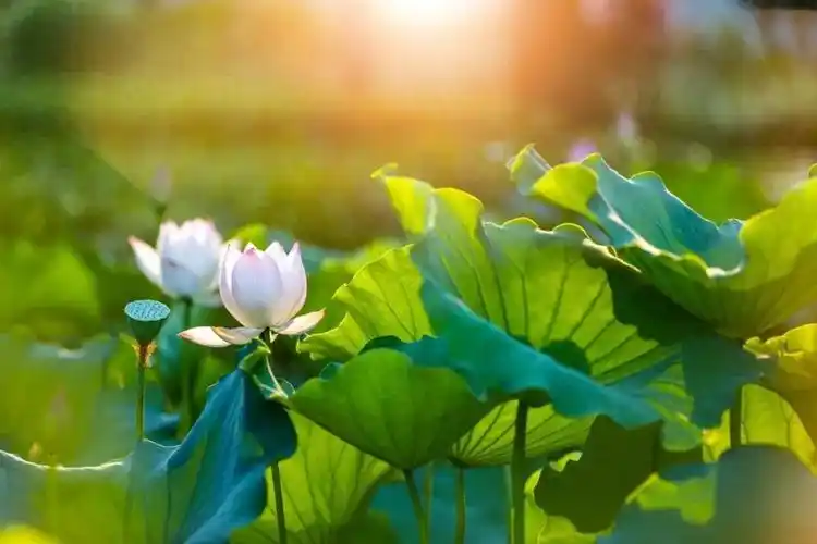 images/2/2024/12/YeWeeW7RRxwQr7EZ2e2j02Ll3UEu0E.webp
