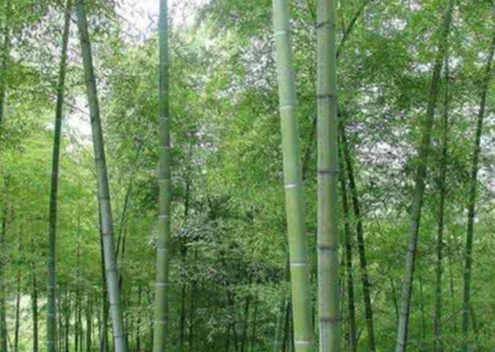 竹韵1.webp