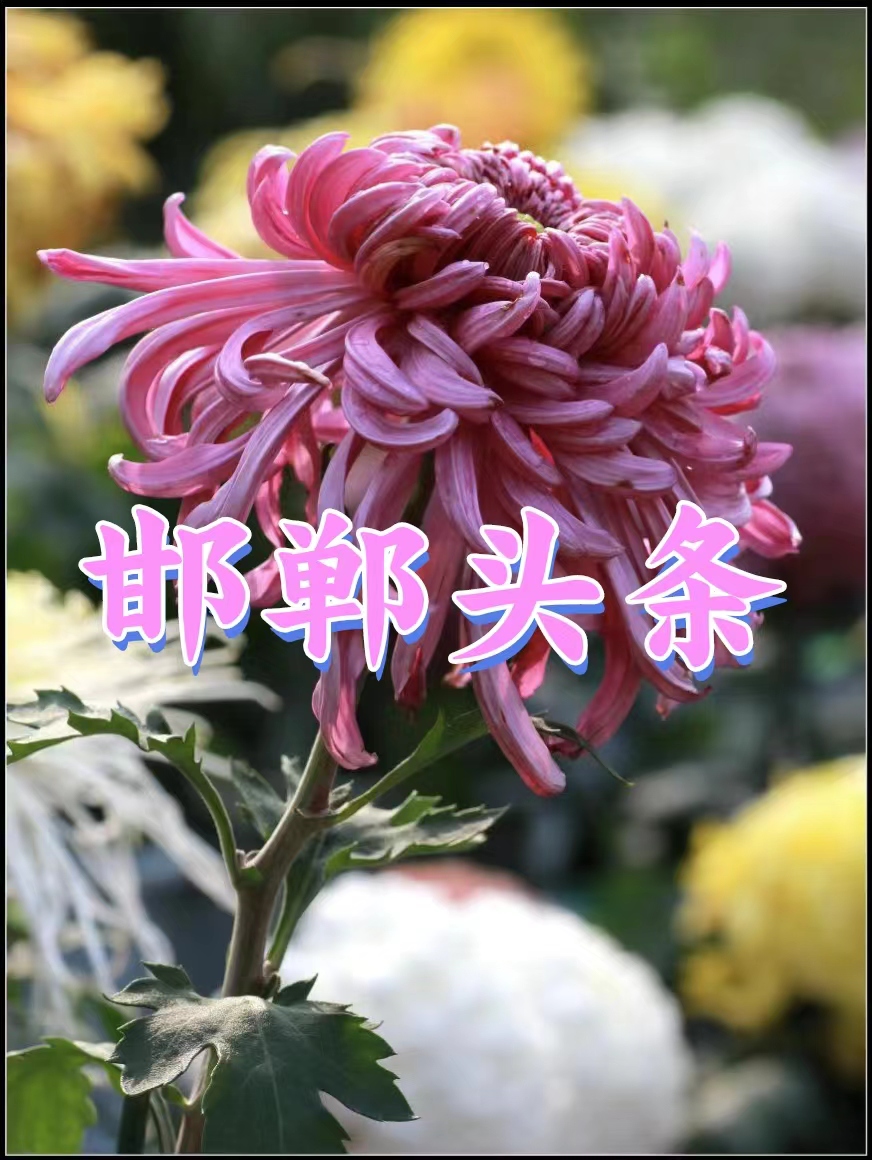 贺娄存军赠新书