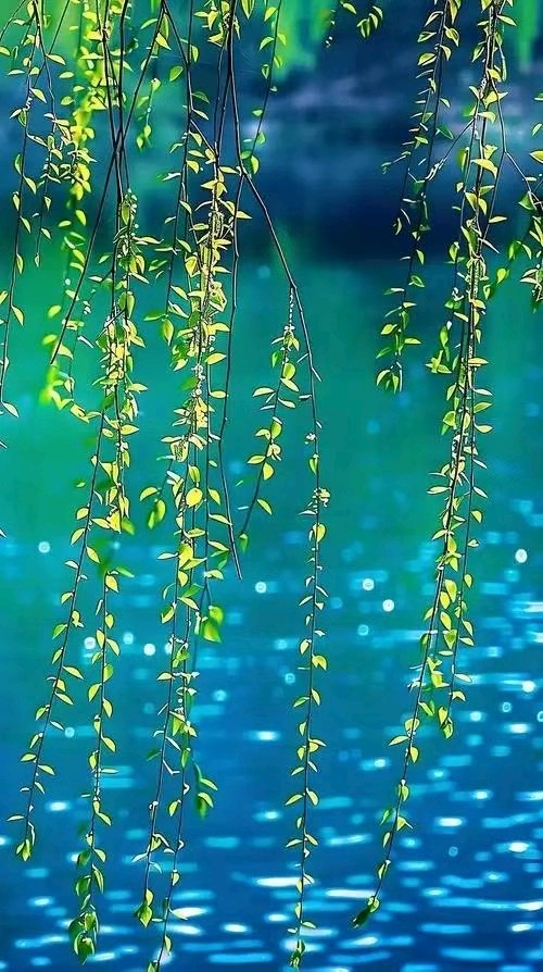 在柳芽里，寻找乙巳的春天/朋友圈选诗