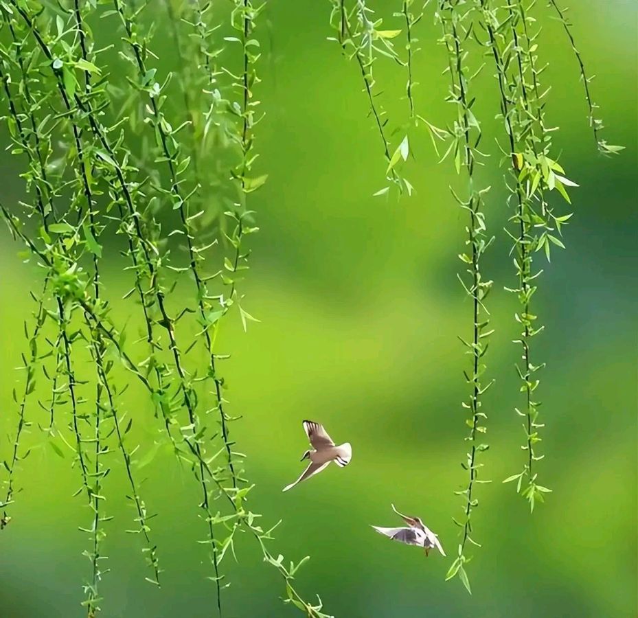 敬请欣赏||诗二首        作者:张满海