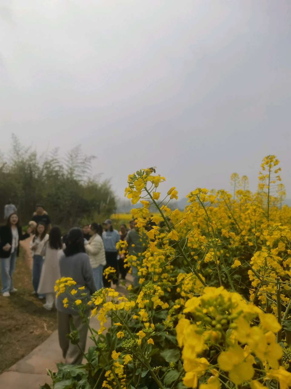 qixi