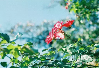 t01c111152082ab2a93