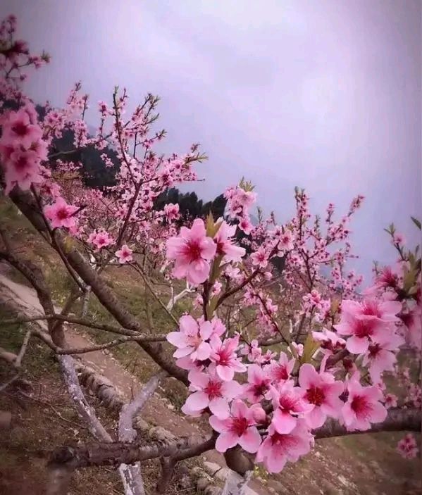 qixi