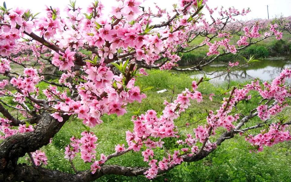 桃花1