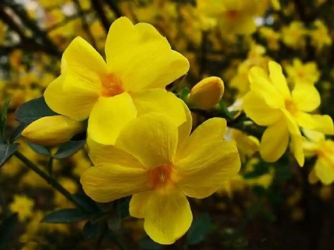迎春花3