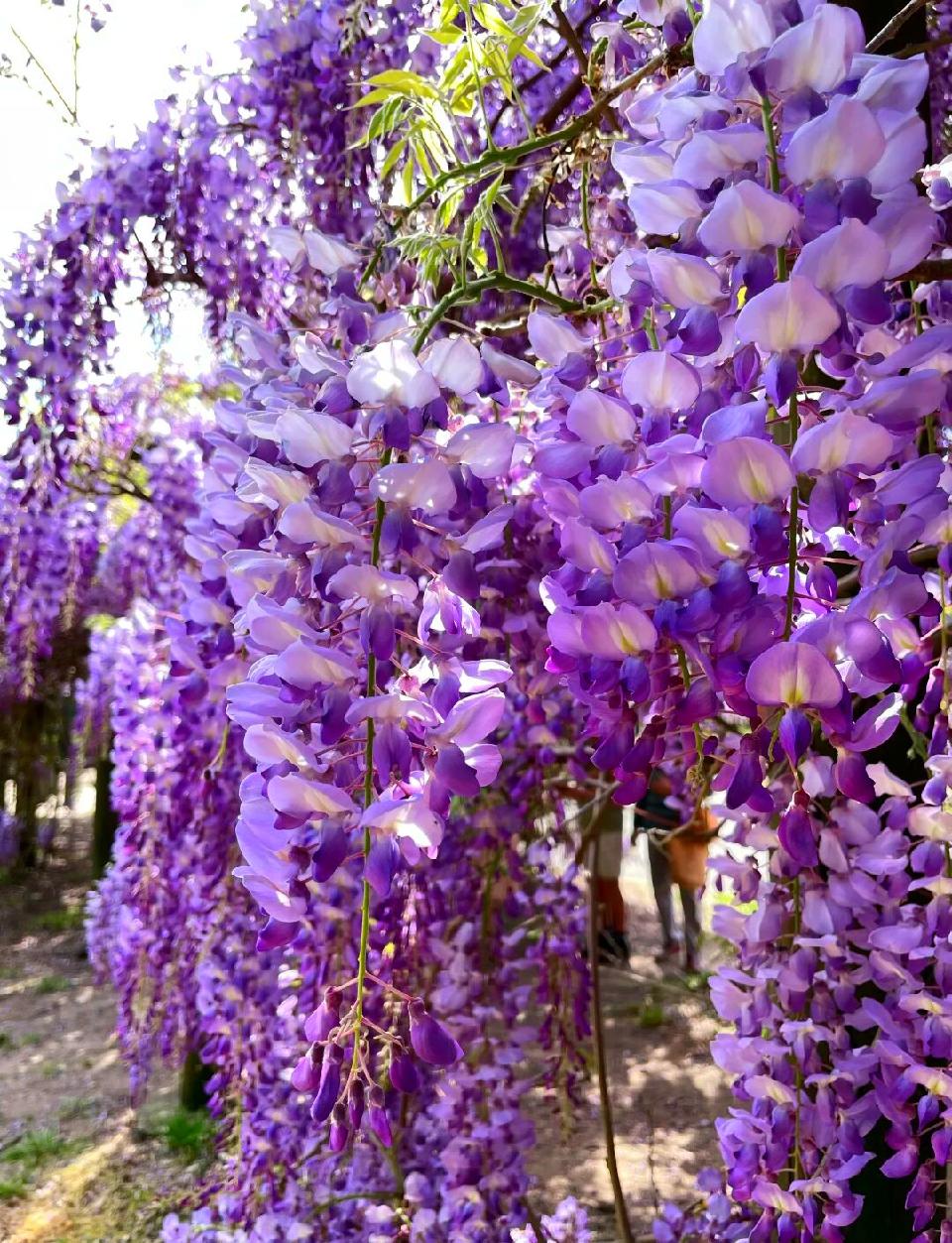 紫藤花01