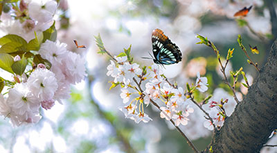 摄图网_401004472_banner_春暖花开(企业商用)