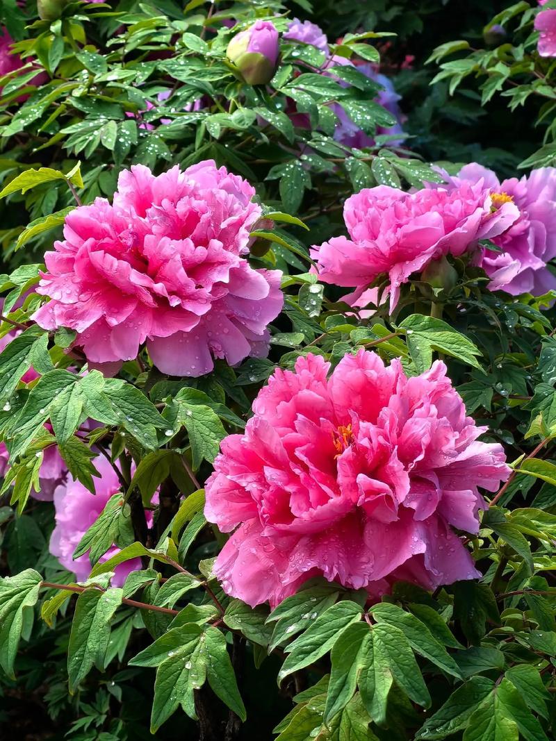 牡丹花01