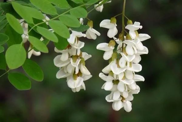 五月槐花香,槐花是可以做成各种美食的,你知道吗
